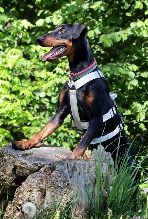 Aron - przepiękny doberman szuka domu