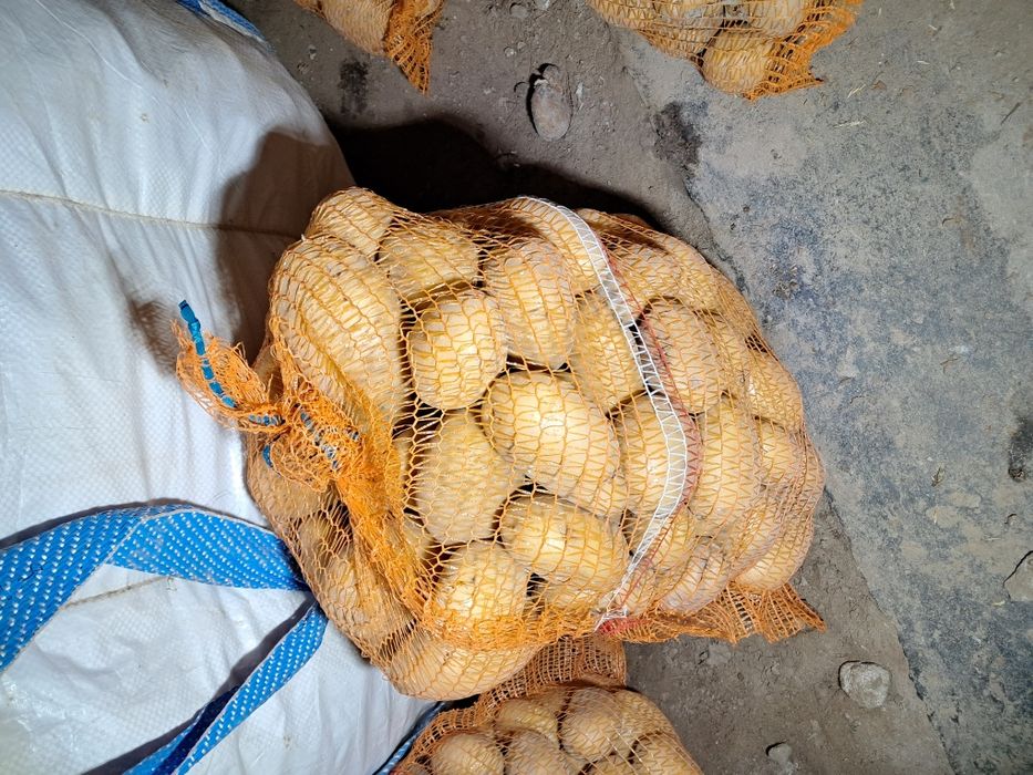 Ziemniaki Soraya Bernina Lord