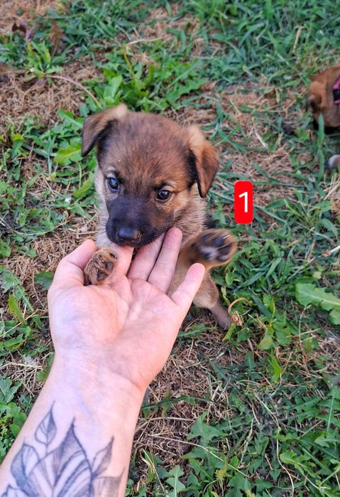 Віддам цуценят, 3 дівчинки