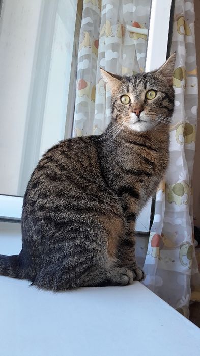 Микки нуждается в любящей семье!