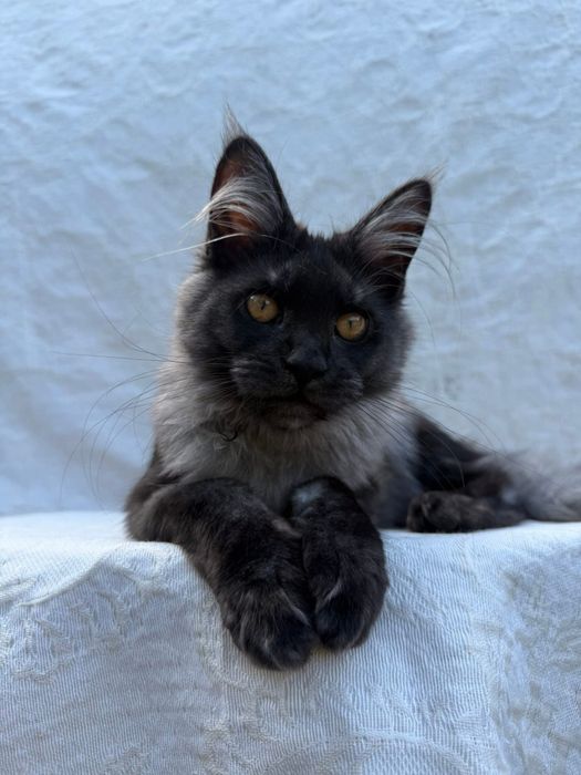 Дівчинка Мейн кун димна