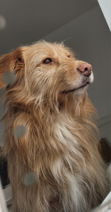 Kudłaty prosi o dom