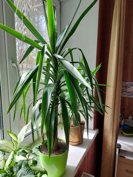 Юка кімнатна велика