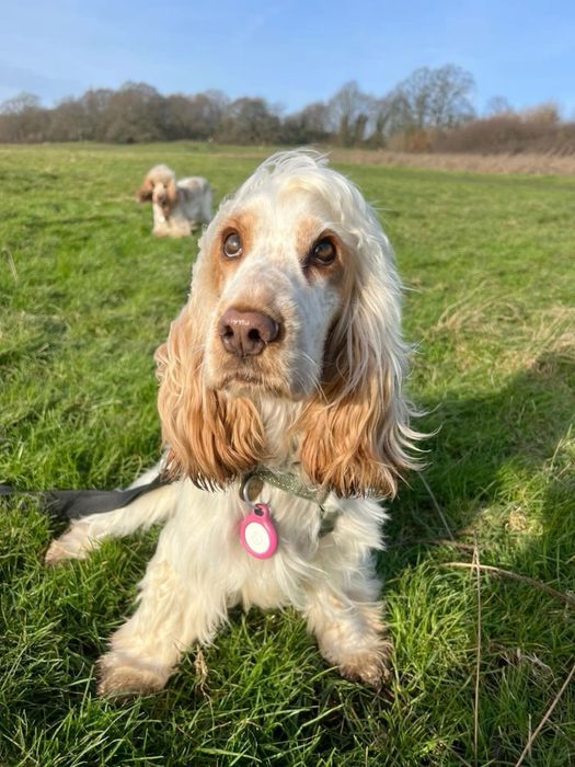 Piesek i Suczka Cocker Spaniel Angielski - orange roan