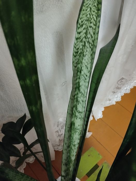 Сансевиерия - комнатное растение