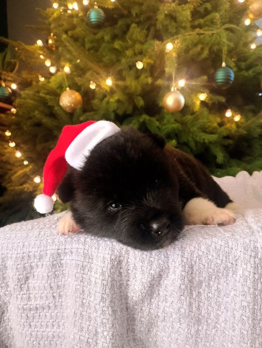 Szczeniak Akita Amerykańska - pochodzenie FCI