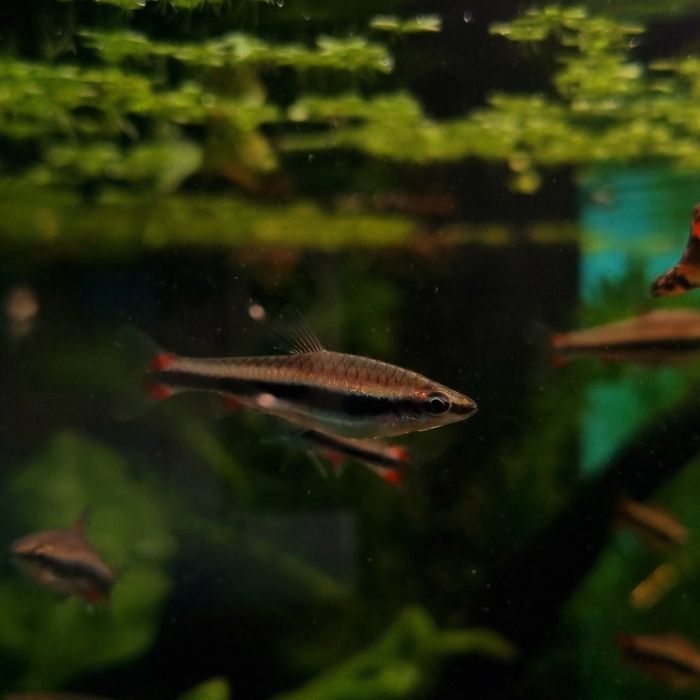 Drobnoustek beckforda