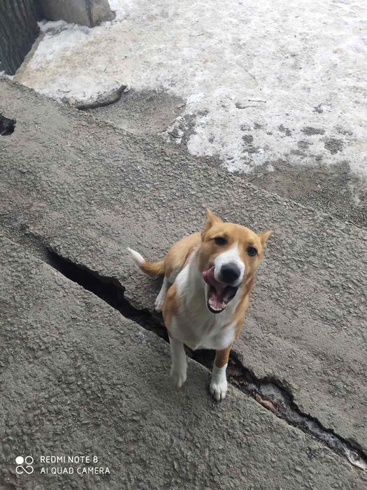 Бесплатно дворняжка