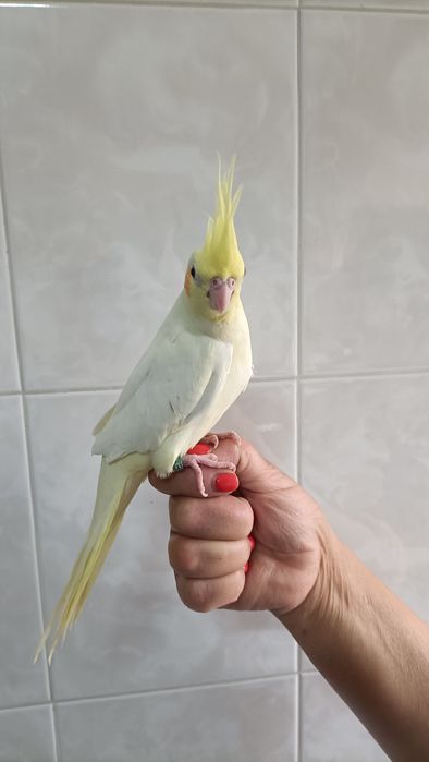 Caturras criadas à mão