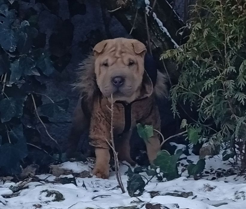 Изабеловый мини шарпей