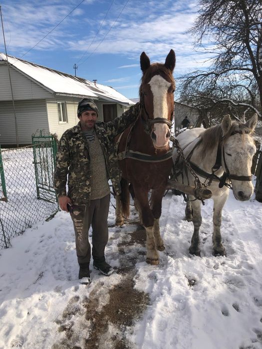 Продам жеребця 3,5 років