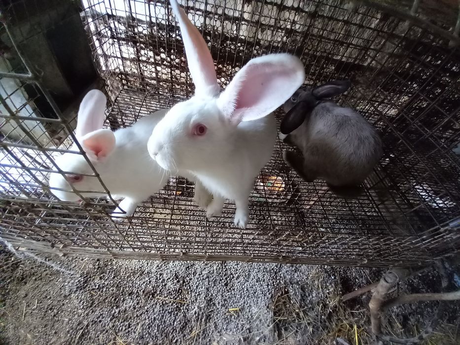 Coelhos caseiros