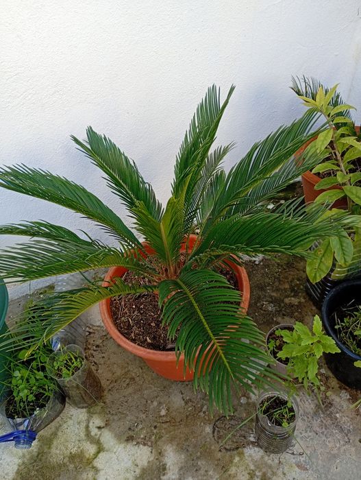 Sagu  / Cyca Revoluta