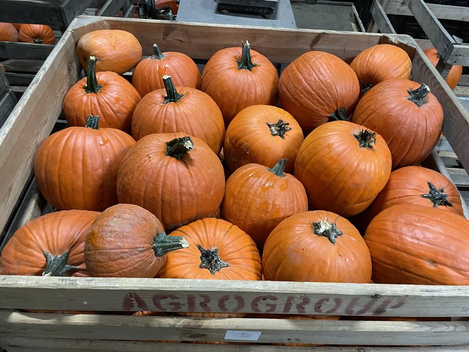 DOSTAWA DYNIE halloween BOO producent  dekoracje HALLOWEN