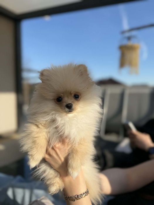 Piekna suczka Pomerania