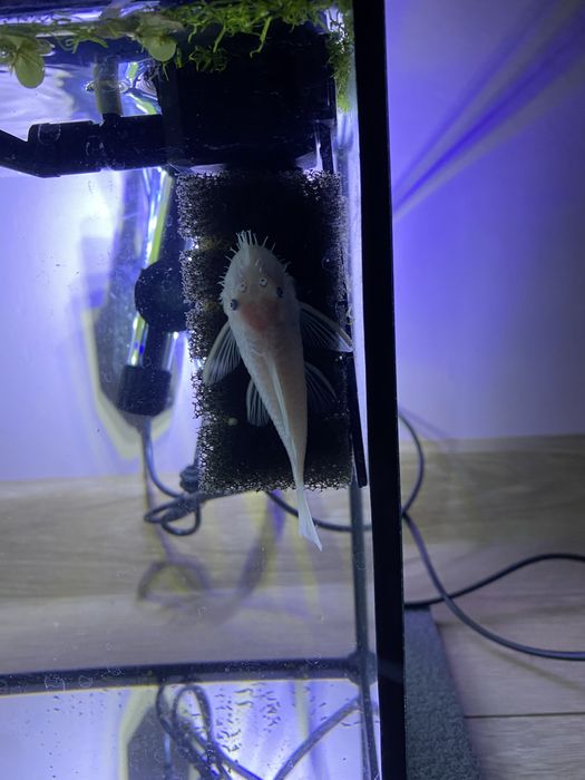 Ancistrus Snow White glonojad samiec