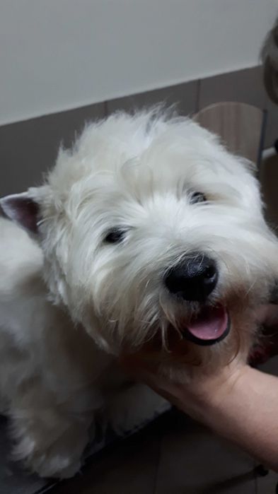 West Highland White Terrier szczenięta - piesek (hodowla ZKwP)