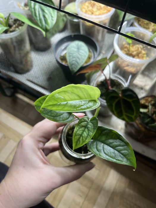 Monstera siltepecana