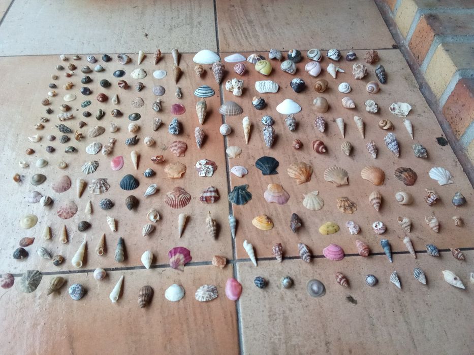 Conchas e búzios variados