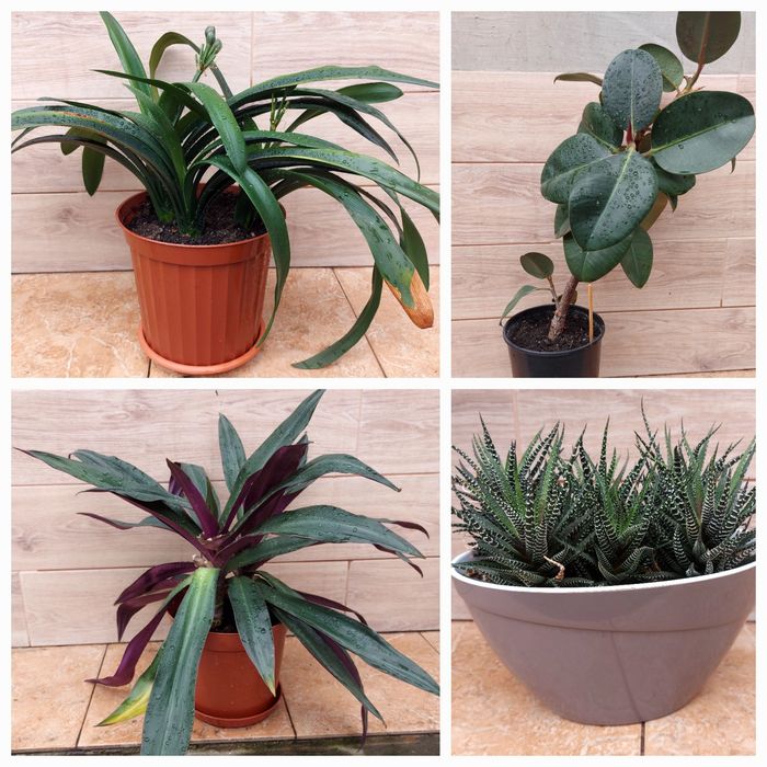 Обменяю на орхидею