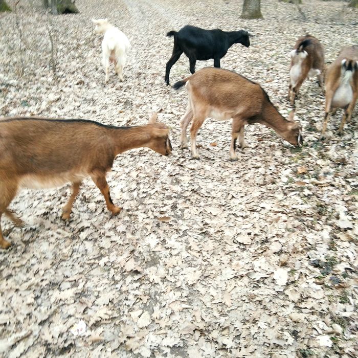 Чистокровні альпійські кози