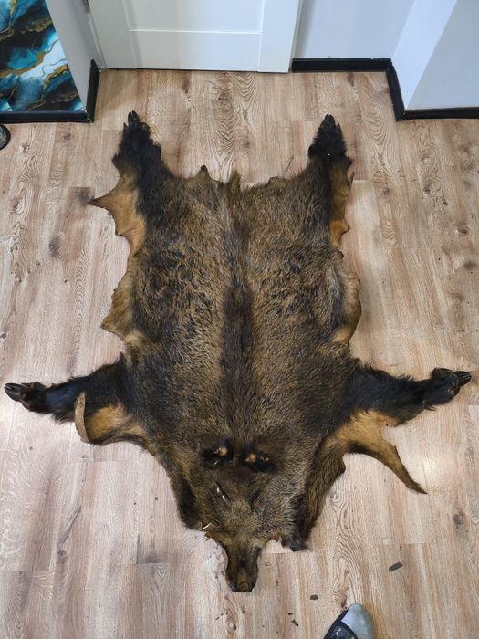 TROFEUM MYŚLIWSKIE- skóra z dzika kompletna, głowa + racice