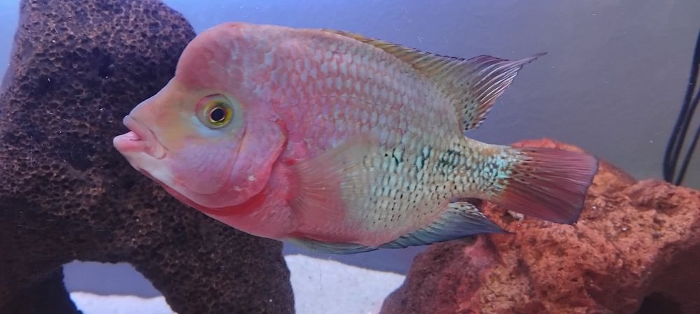 Peixe muito bonito e saudável
