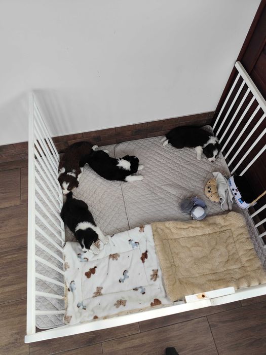 Border collie. Szczeniak. Badania.