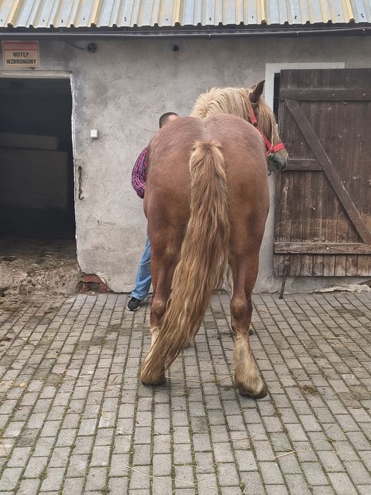 Klacz sztum sprzedam