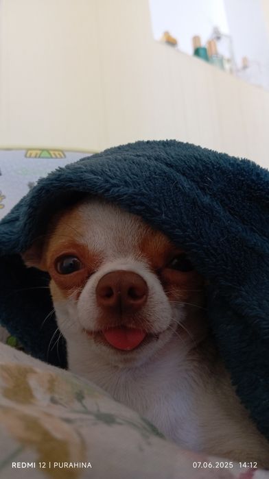 Вязка мини чихуахуа