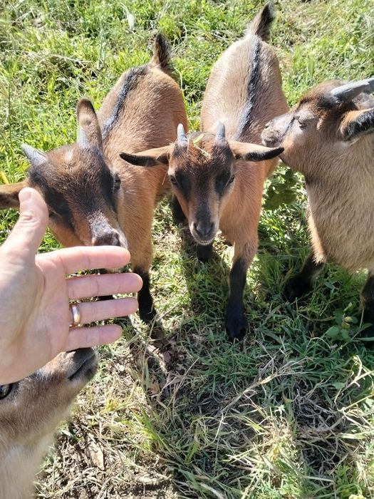 Vendo cabras anãs