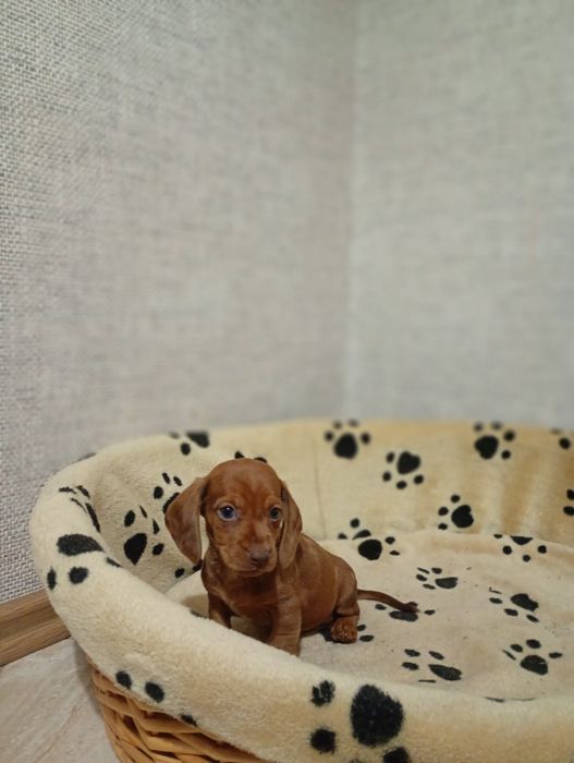 Jamnik Krótkowłosy