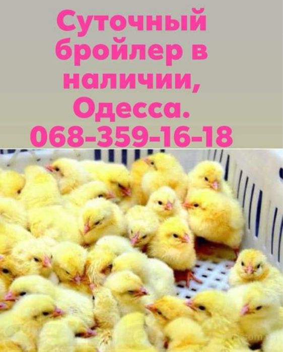 Курчата бройлерiв