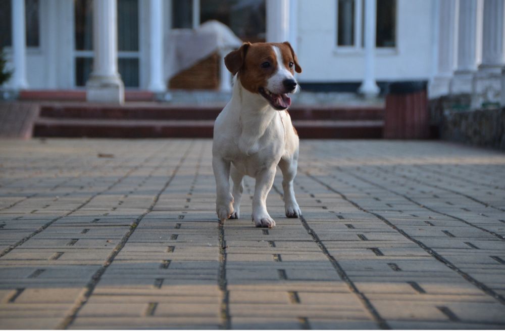 Джек Расел чистокровний вязка