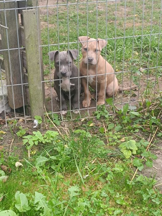 Amstaff, amstaf, American Staffordshire Terrier