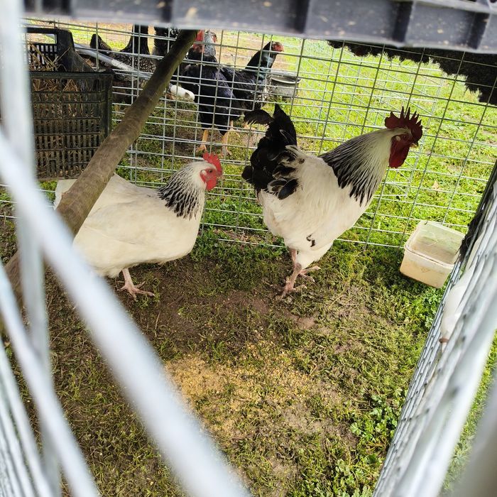 Ovos e pintos de várias raças
