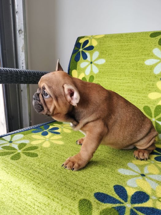 Bulldog frances fawn exotico macho
