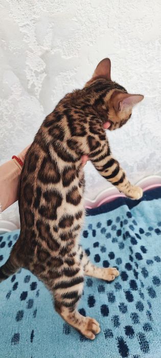 Бенгальская клубная кошечка 4 мес.