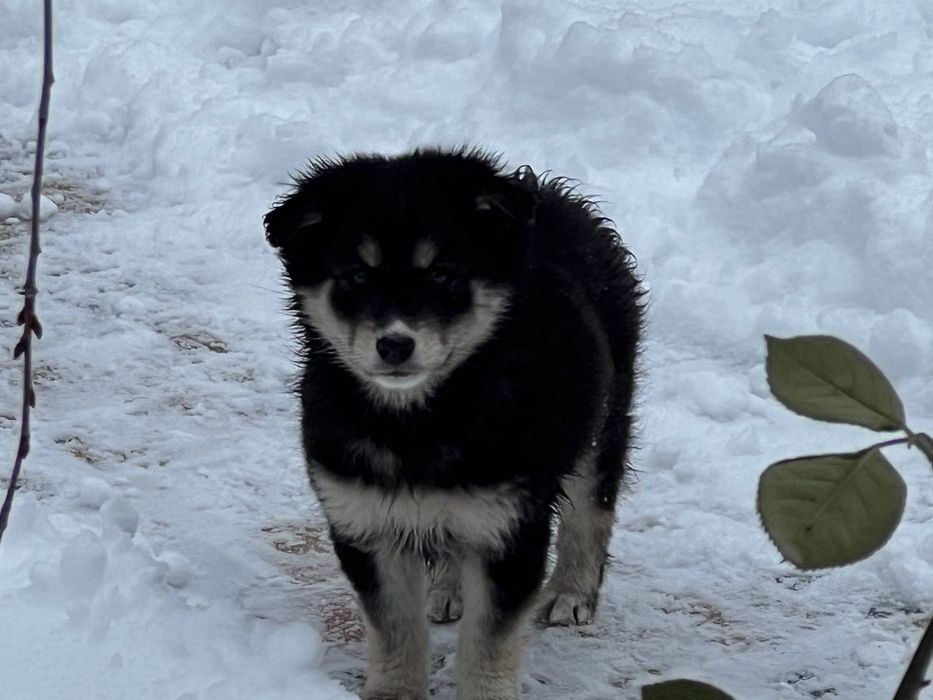 Цуценята хлопчики безкоштовно