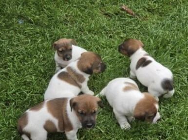 Jack Russell terrier z metryką