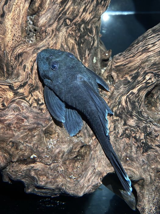 L239 blue panaque SELVAGEM