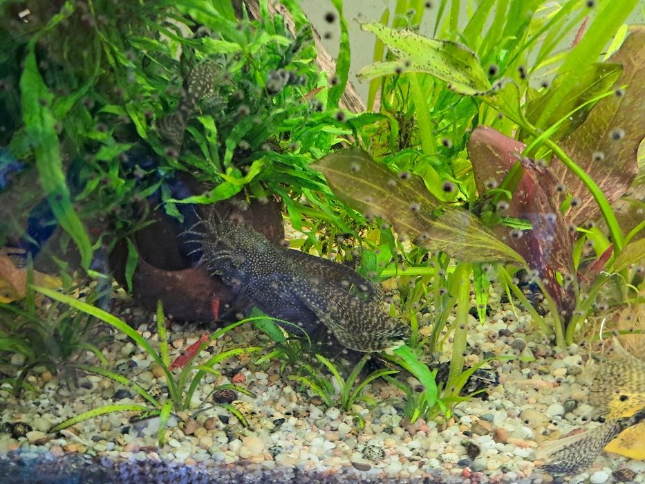 Glonojad zbrojnik niebieski i złoty