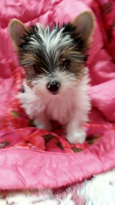 Мальчики Бивер Йорк с документами