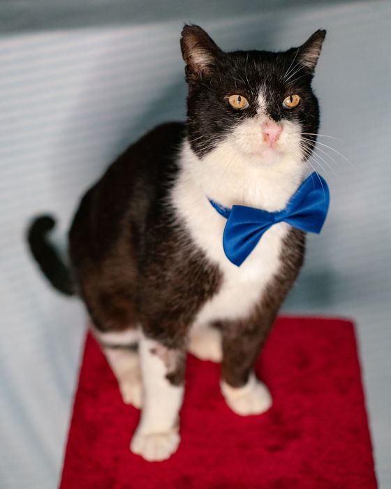 Gato muito mimeiro para adoção