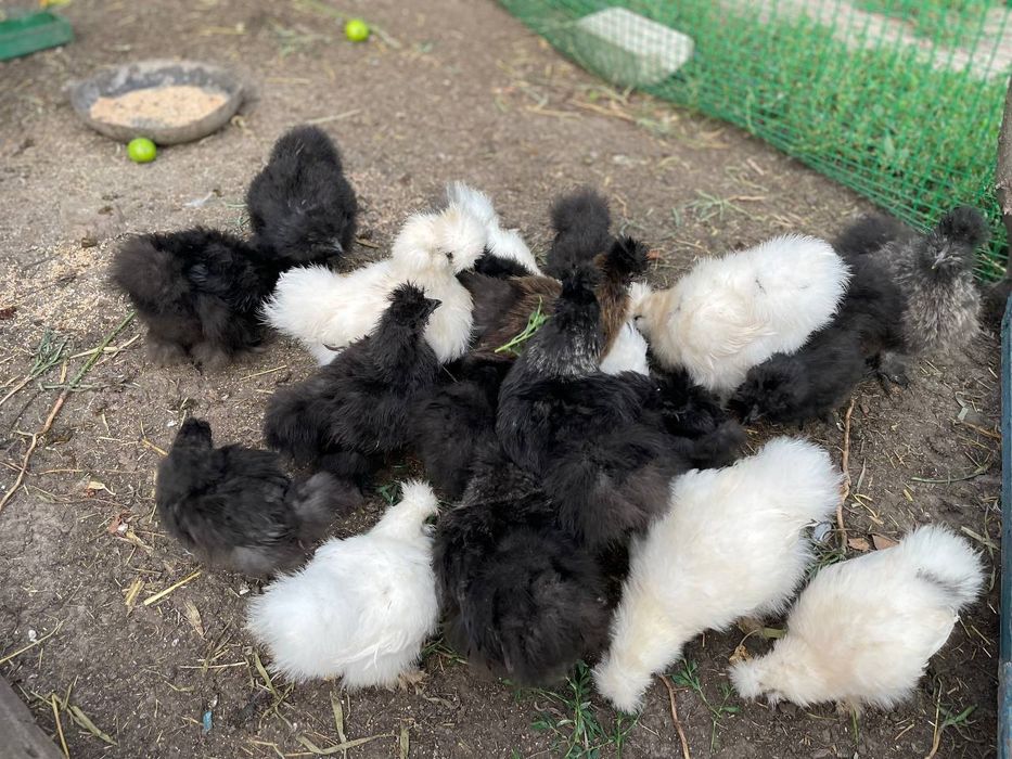 Китайські пухові кури