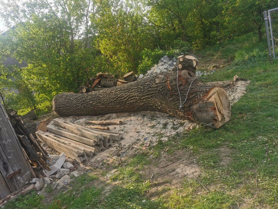 Kłoda dębowa duża