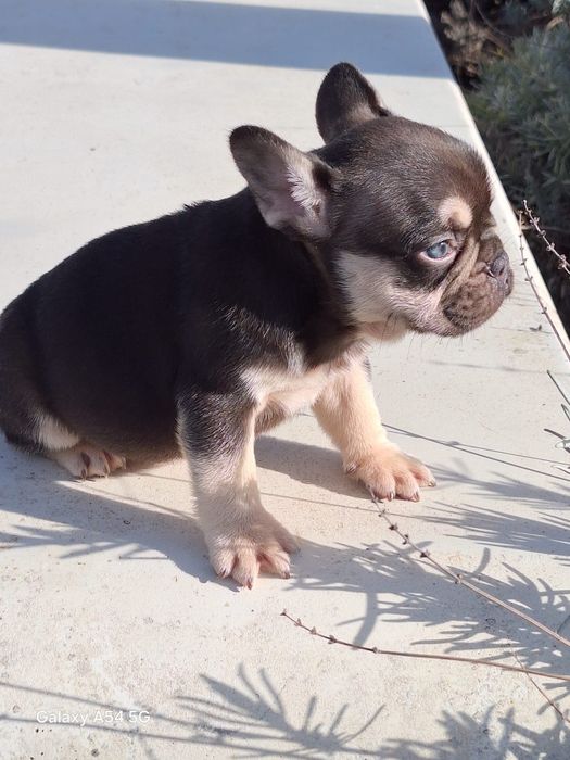 Bulldog Francês Choco Tan Menino