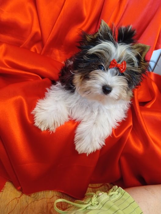 Samczyk Dasti z metryką ZKwP/FCI Biewer Yorkshire terrier.