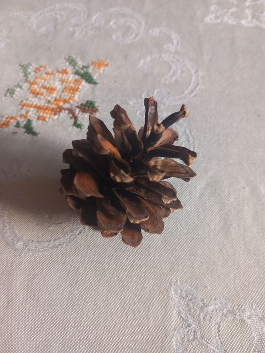 Baza DIY: 12 szyszek sosnowych (z własnej działki)