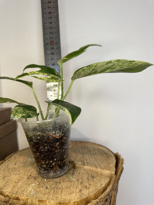 Епіпремнум Epipremnum White Marble